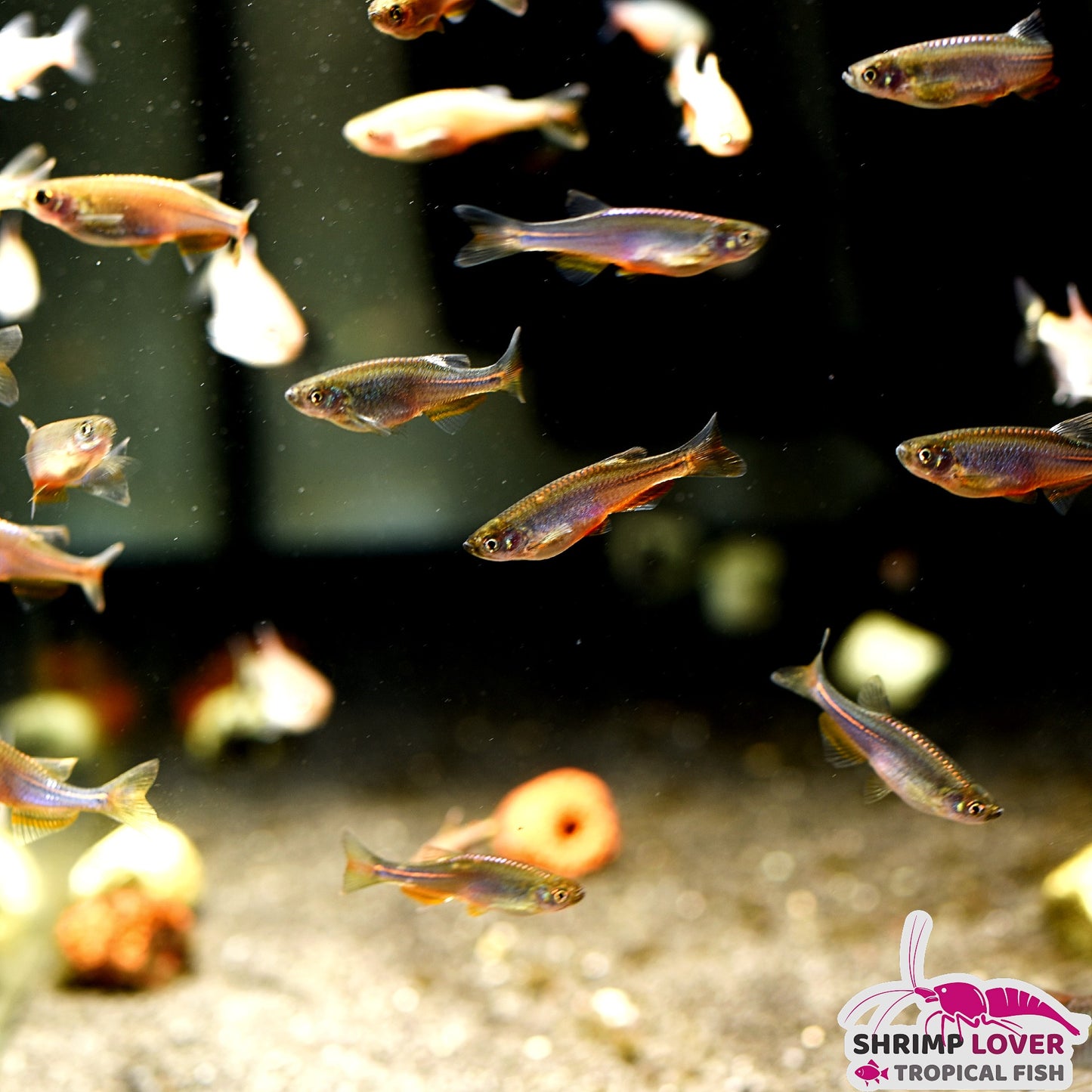 Pearl Danio