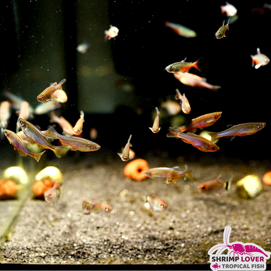 Pearl Danio