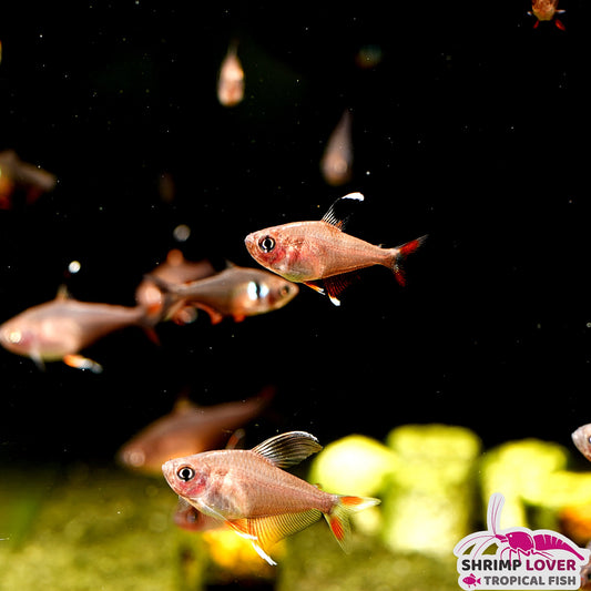Candy Cane Tetra