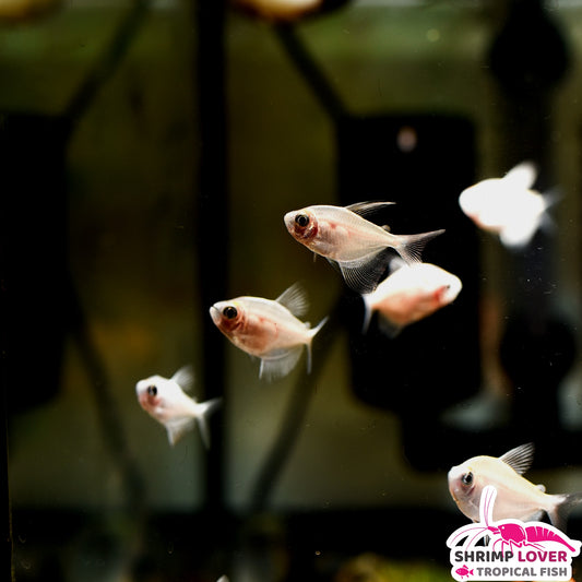 White Skirt Tetra
