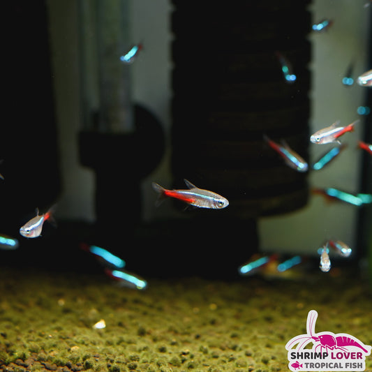 Neon Tetra