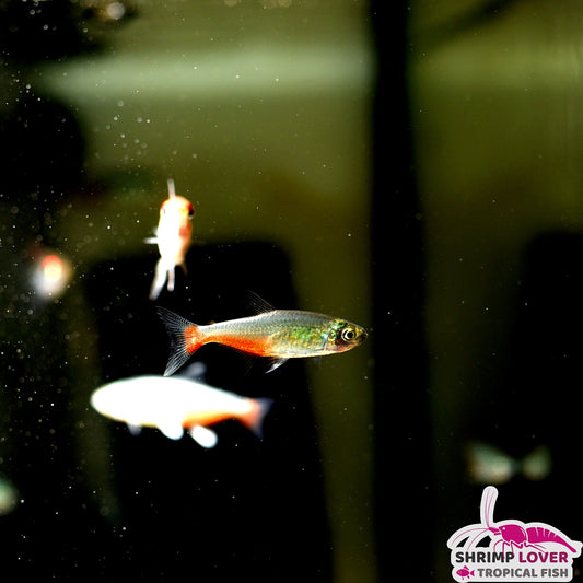 Rathbuni Green Fire Tetra
