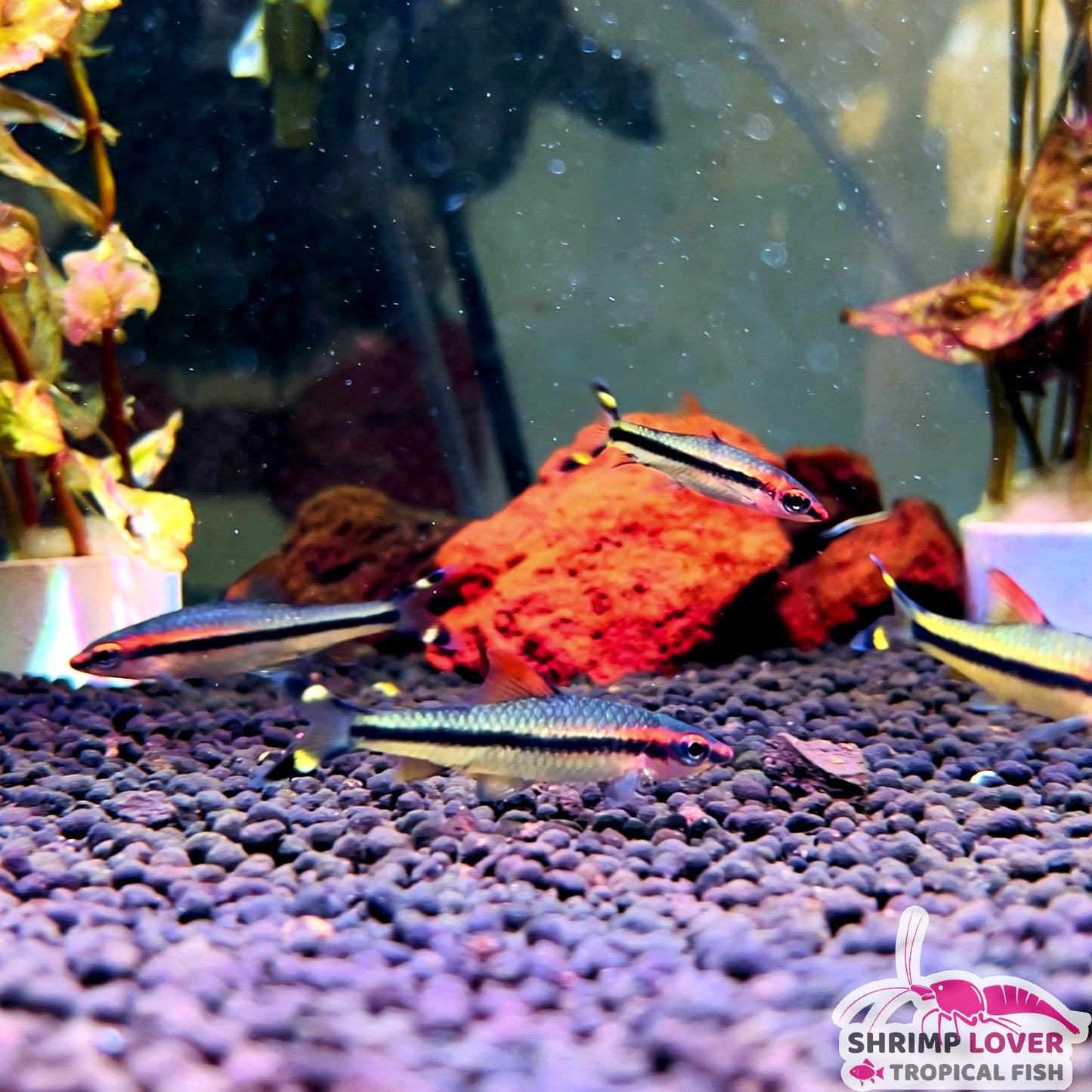 Roseline Denison Barb Large (aka Roseline Shark, Red lined torpedo barb)